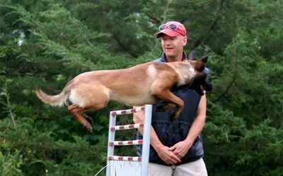 How compartmentalization creates perfection in dog training