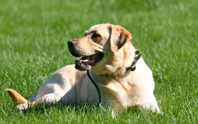 How important is your voice when dog training