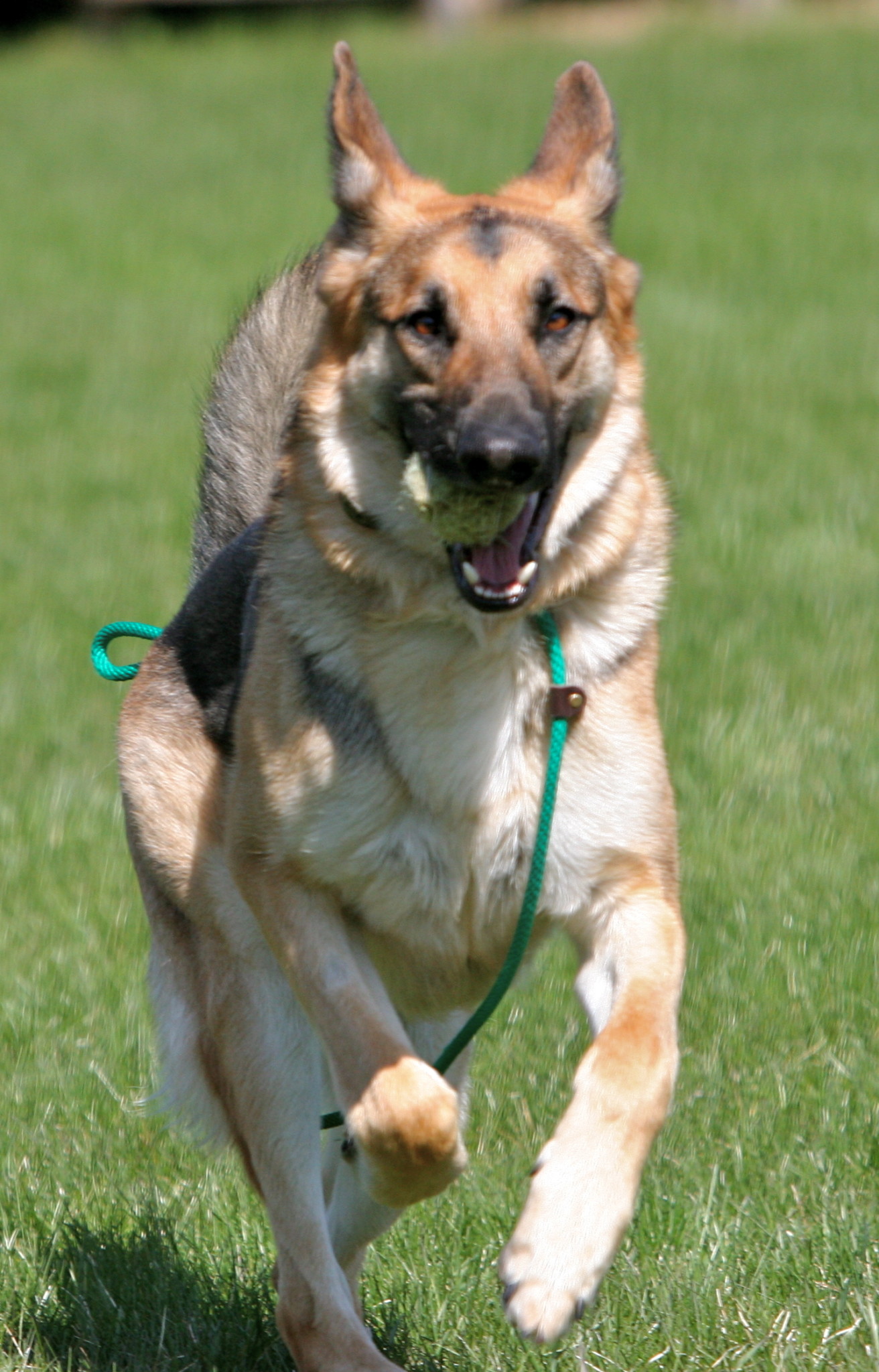 Running in the field at Red Star Kennel