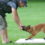 Marker training: The game changer in all of dog training