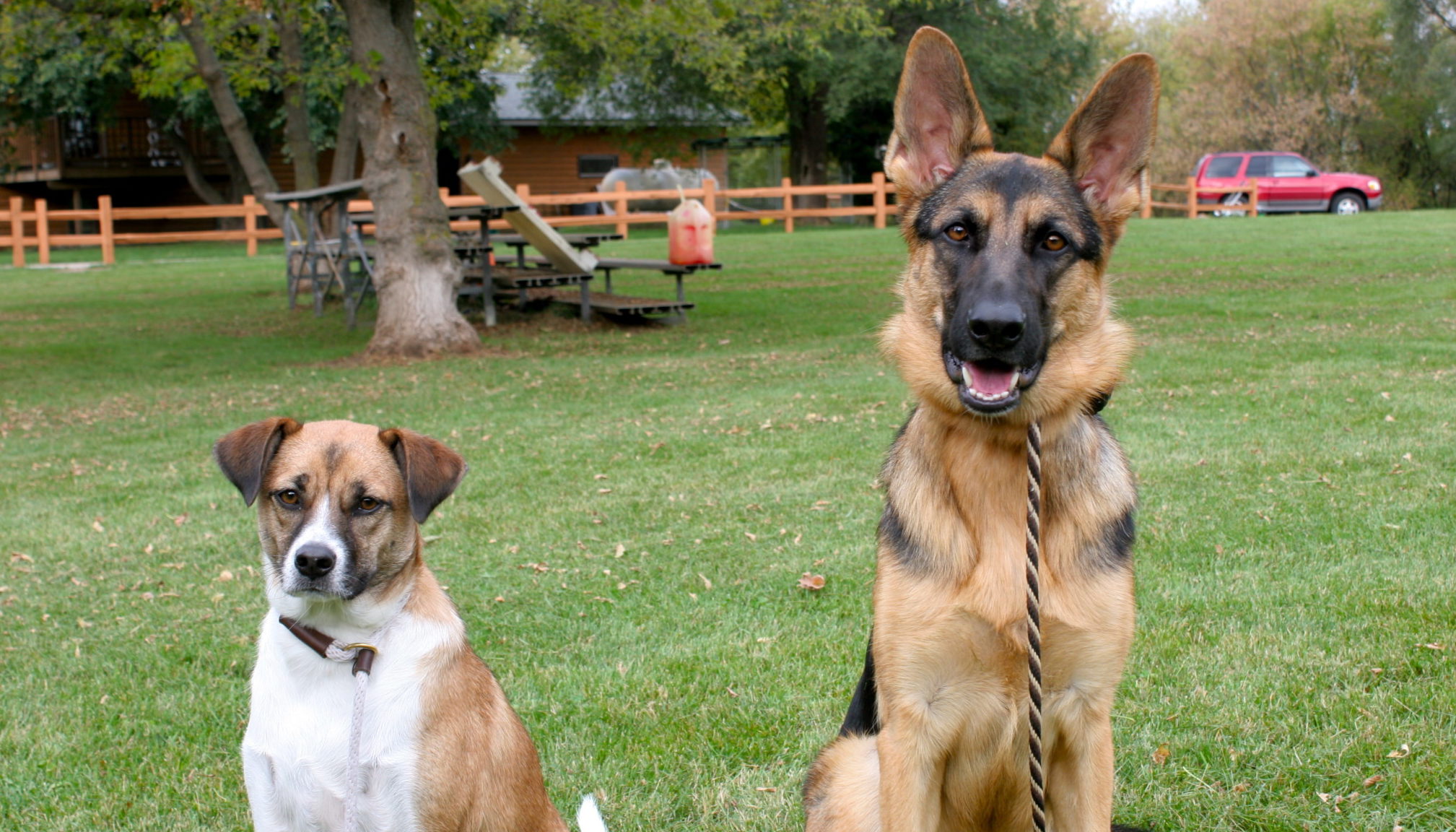 Dog training lesson in sitting nicely