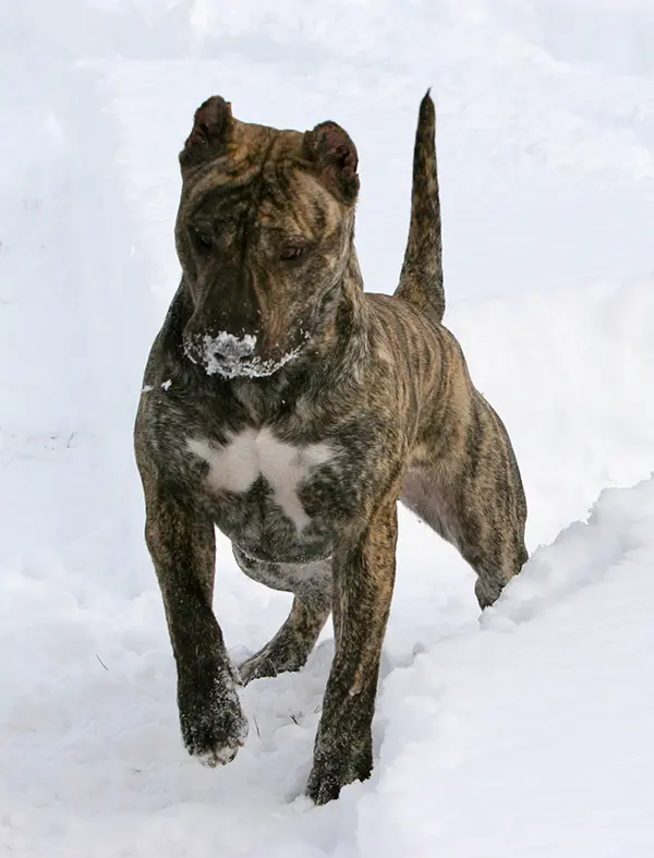 about red star kennel