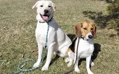 The 3 Cs of dog training