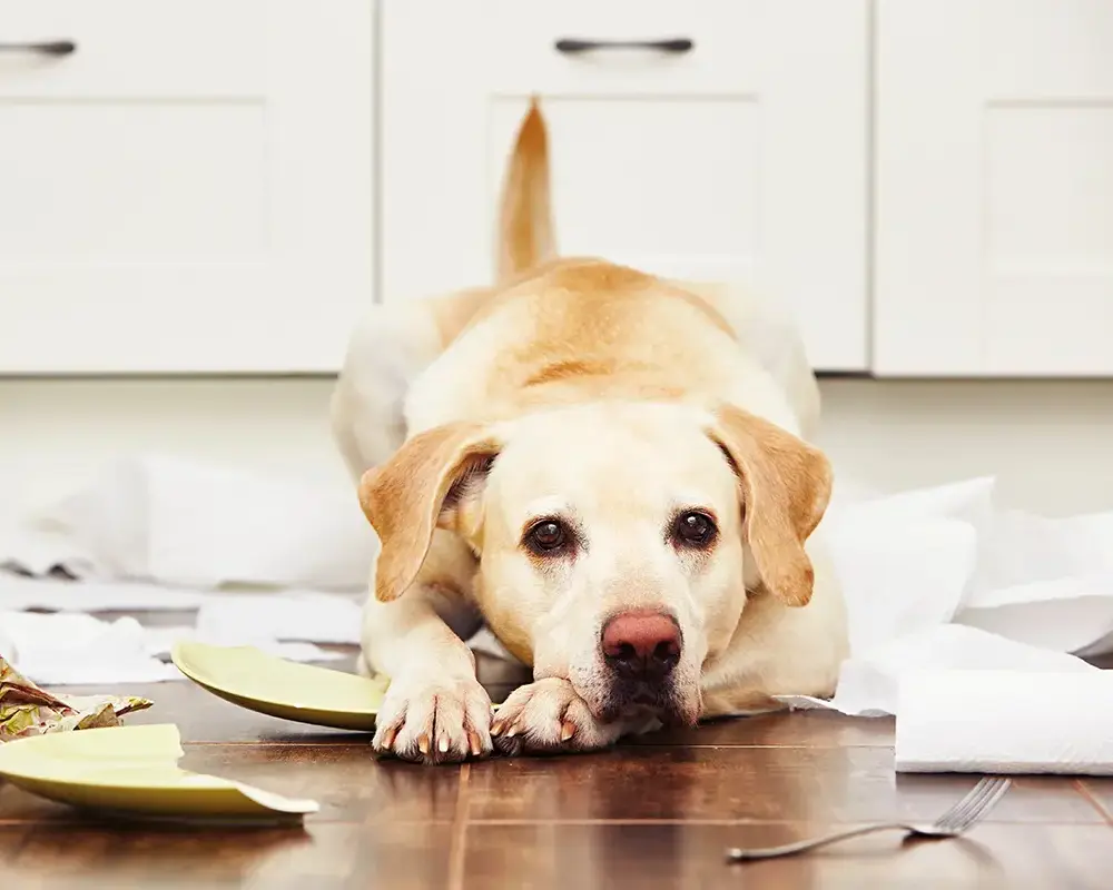 bad dog behavior bad dog behavior