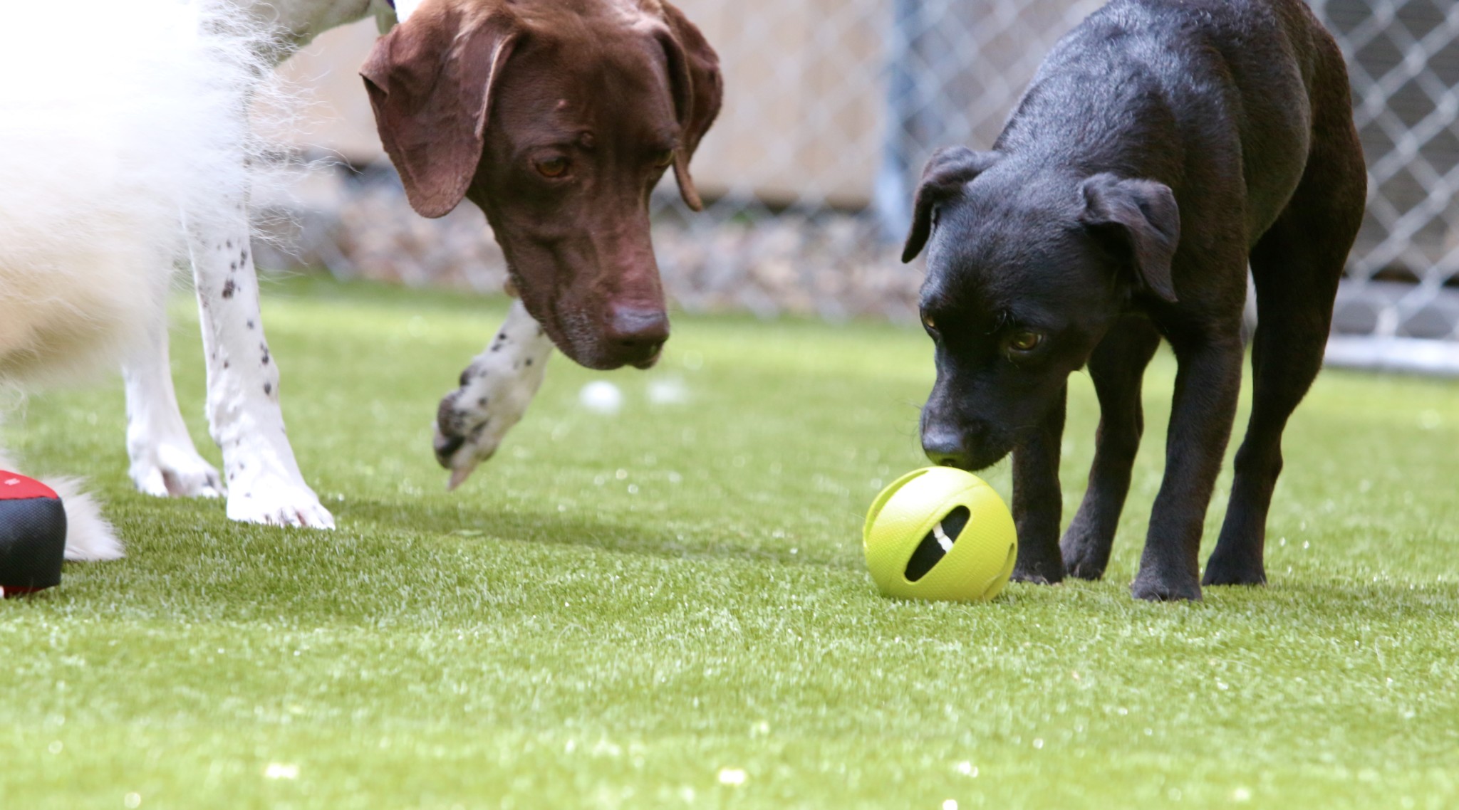 Dog training in the play yard