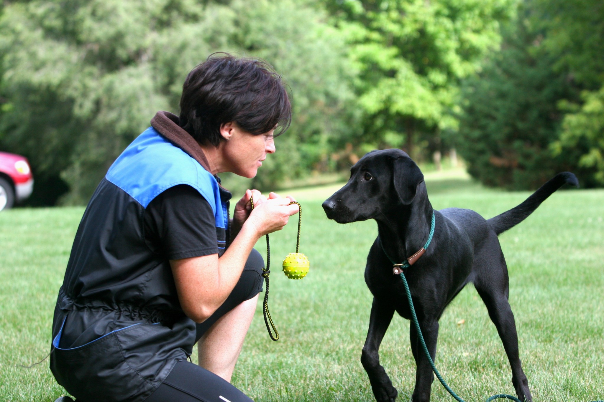 Dog Training at Red Star Kennel