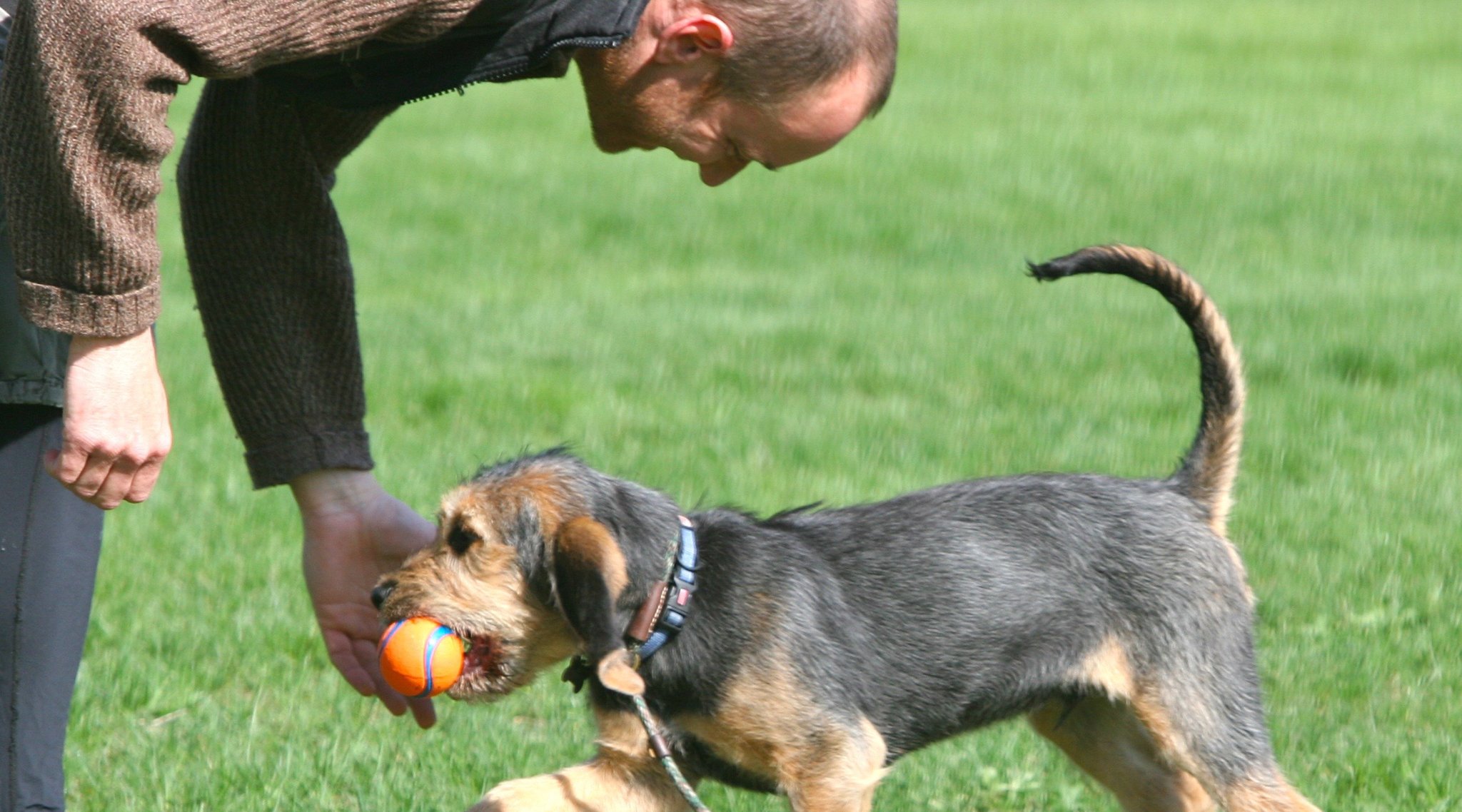 Essential dog training